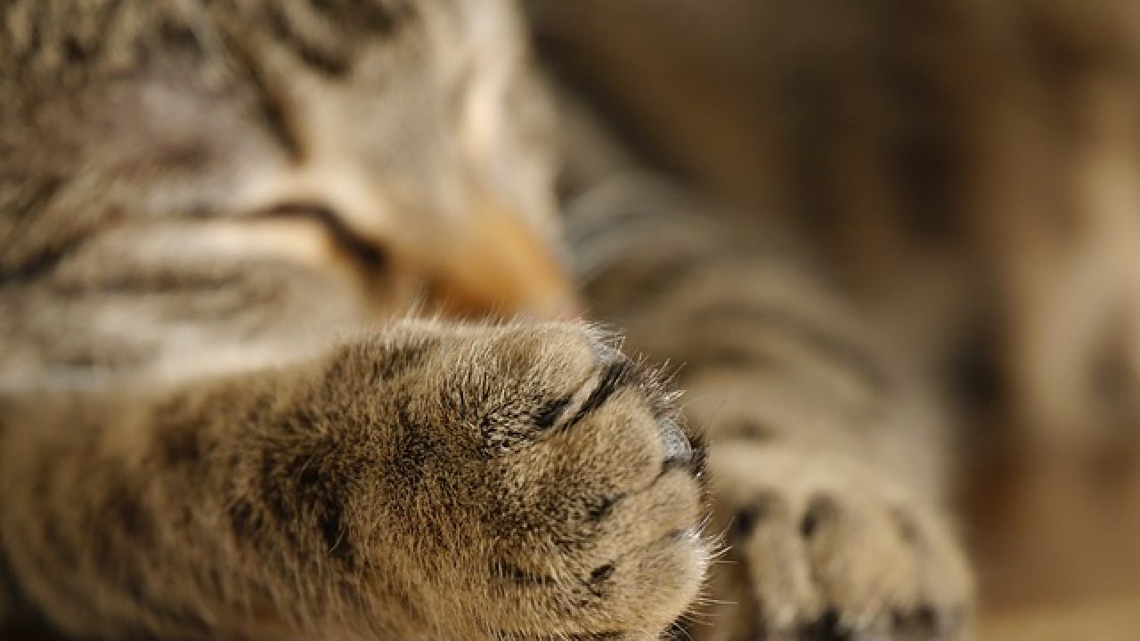 15 Cara Mengobati Bengkak Pada Kaki Kucing Arenahewan Com