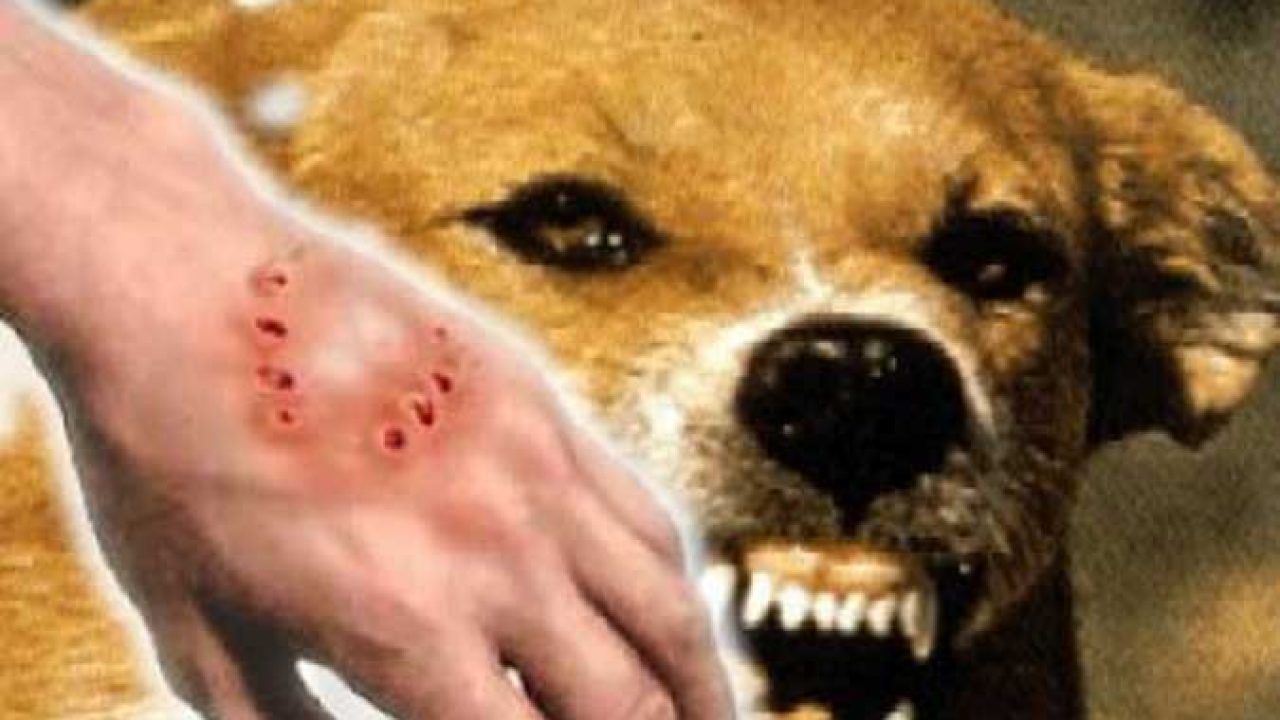 13 Cara Mengobati Anjing Rabies Paling Lengkap Arenahewan Com