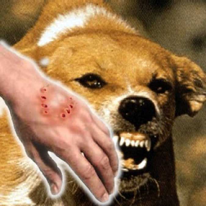 13 Cara Mengobati Anjing Rabies - Paling Lengkap - ArenaHewan.com