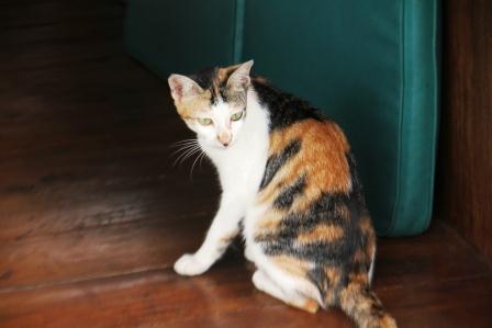 10 Cara Membuat Kucing Betina Mau Kawin - ArenaHewan.com