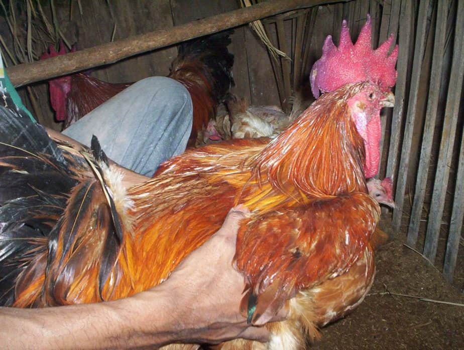 10 Cara Ternak Ayam Jawa Super - ArenaHewan.com
