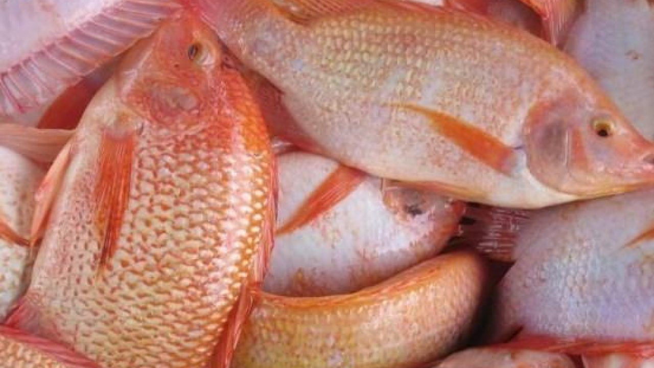 10 Cara Ternak Ikan Mujair Merah Hingga Sukses - ArenaHewan.com