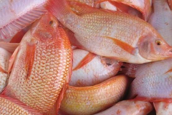10 Cara Ternak Ikan Mujair Merah Hingga Sukses - ArenaHewan.com