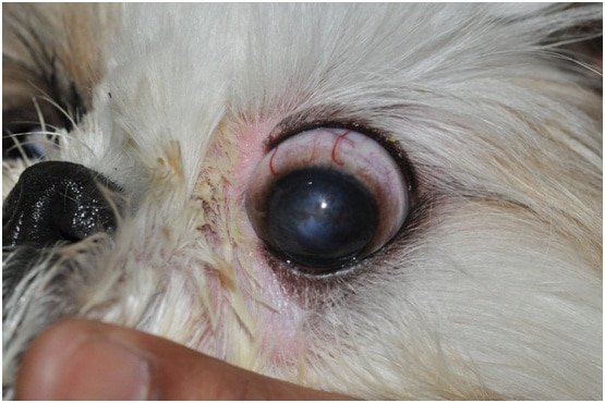 10 Penyakit Mata  Pada  Anjing Pom ArenaHewan com