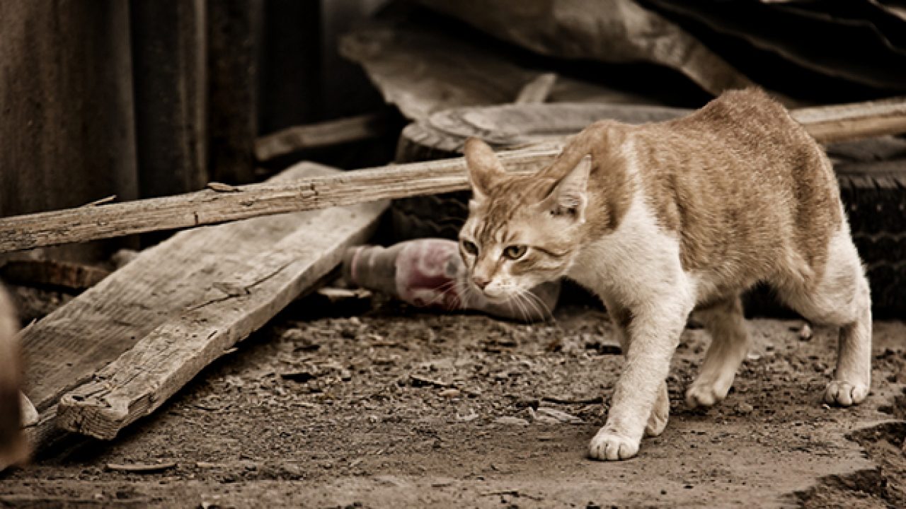 10 Cara Membuat Kucing Liar Menjadi Kucing Rumahan - ArenaHewan.com