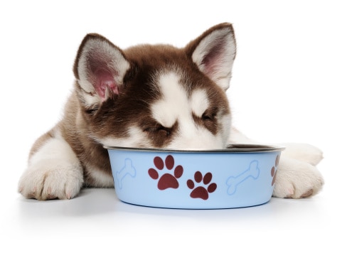 17 Obat Alami Untuk Anjing Yang Tidak Mau Makan - ArenaHewan.com