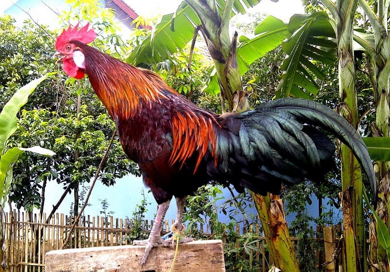 13 Cara Beternak Ayam  Pelung Bagi Pemula ArenaHewan com