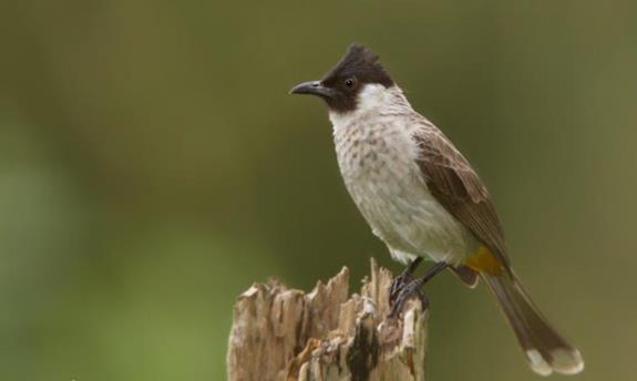 13 Cara Ternak Burung  Kutilang  Kicau Nyaring ArenaHewan com