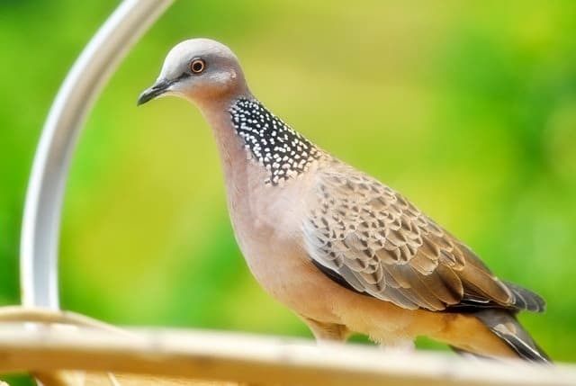 10 Cara Ternak Burung Tekukur  Bagi Pemula ArenaHewan com