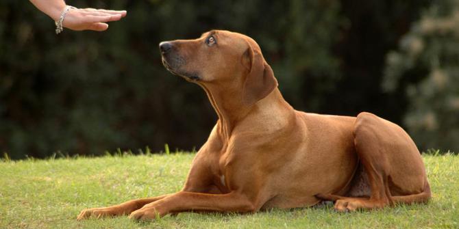 13 Cara Melatih Anjing Jalan Tanpa Tali