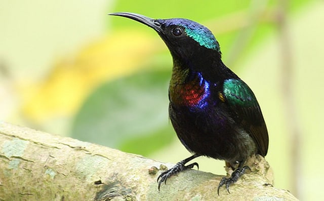 10 Cara Ternak Burung Kolibri  Wulung ArenaHewan com