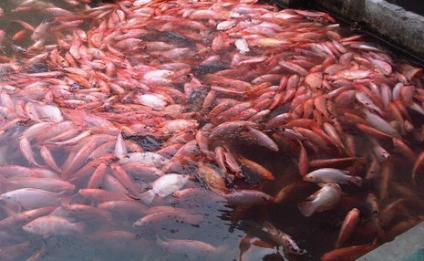 8 Tips Agar Ikan Nila Cepat Berkembang Biak Arenahewan Com