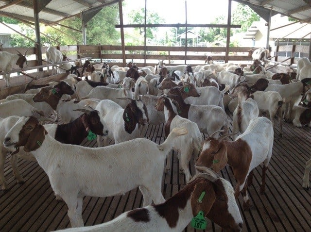 8 Teknik Dasar Ternak Kambing Bagi Pemula - ArenaHewan.com