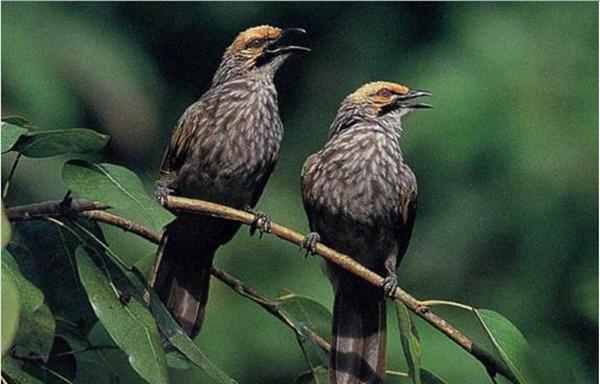 40++ Burung belibis rawa terbaru