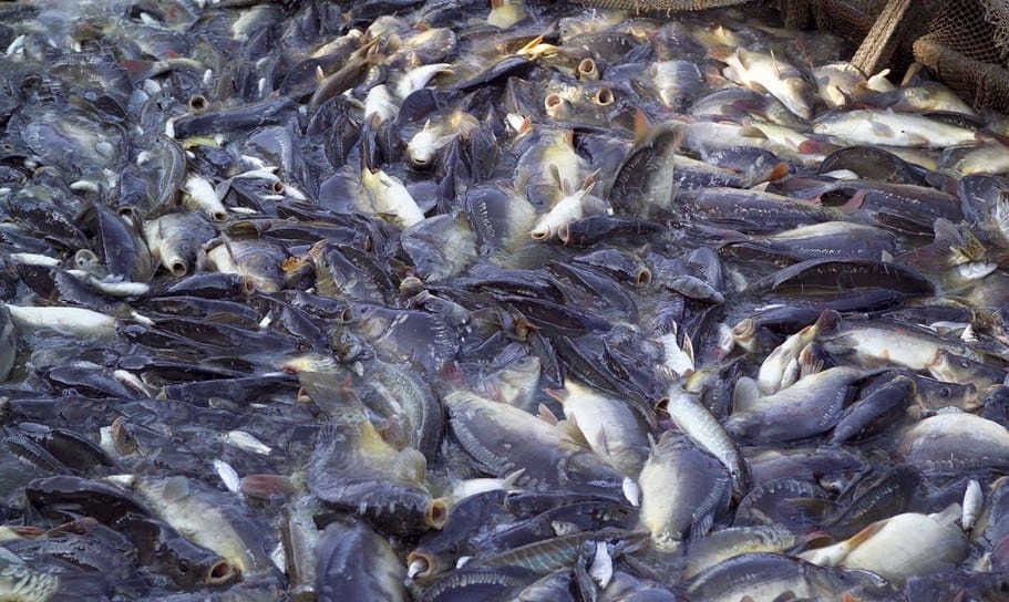 15 Cara Budidaya Ikan Nila 3 Bulan Panen ArenaHewan com