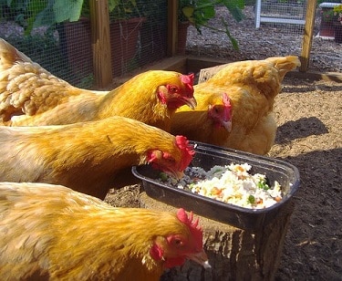 13 Cara Membuat Pakan Ternak Ayam Organik Arenahewancom