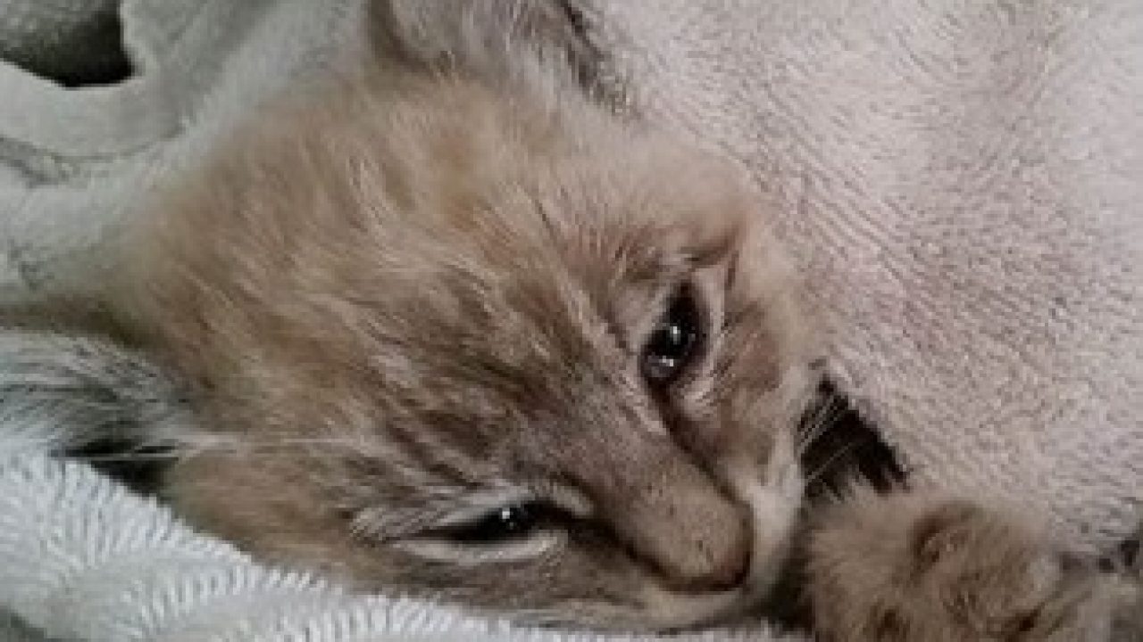 12 Tanda Anemia pada Kucing - ArenaHewan.com