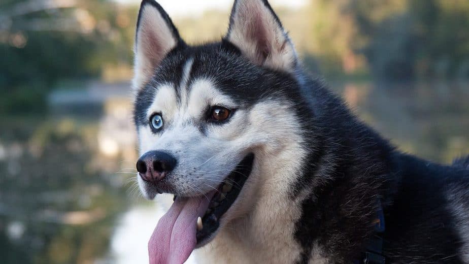 15 Tips Memelihara Anjing Siberian Husky - ArenaHewan.com