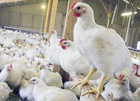 13 Cara Budidaya Ayam Potong Putih - ArenaHewan.com