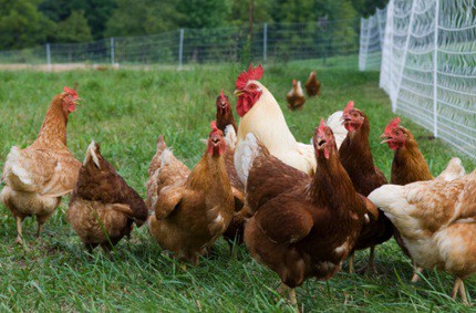 13 Cara Membuat Pakan Ternak Ayam Organik - ArenaHewan.com