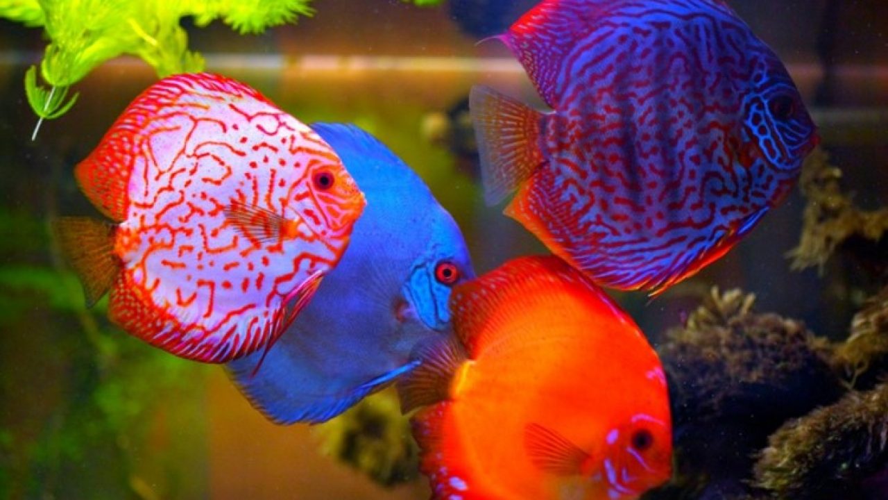 Download 5500 Koleksi Background Kuning Ikan Gratis Terbaik