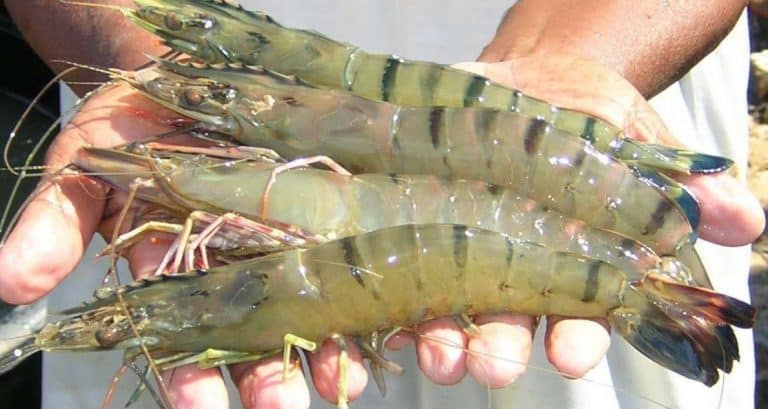 5 Cara Membuat Pakan Udang Vaname Sendiri - ArenaHewan.com