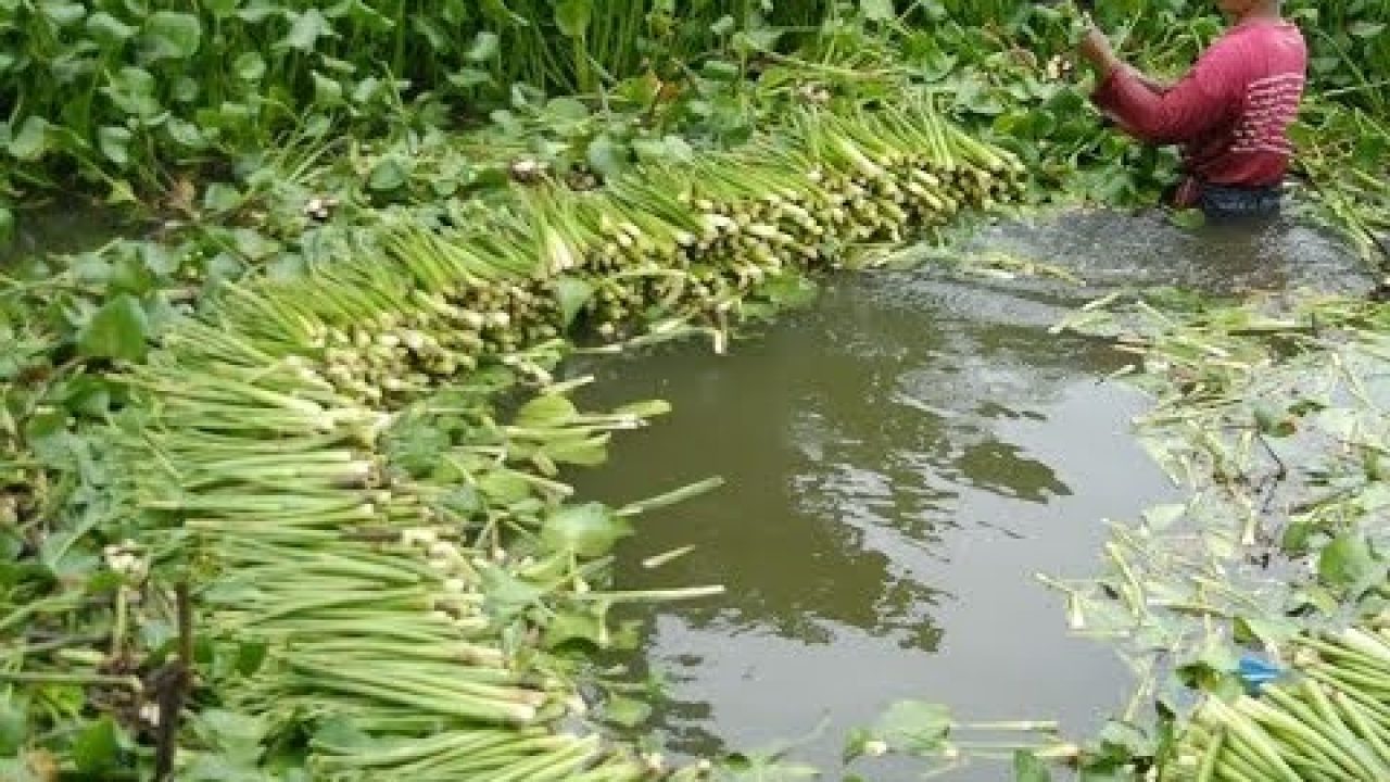 6 Cara Membuat Pakan Ikan Dari Eceng Gondok Arenahewancom