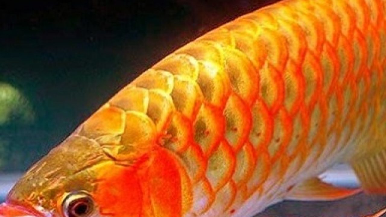 12 Cara Menghilangkan Kutu Jarum Pada Ikan Arwana