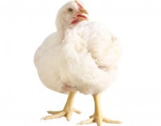 22 Jenis Penyakit pada Ayam Pedaging - ArenaHewan.com