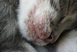 Ilustrasi gambar penyakit kulit pada kucing