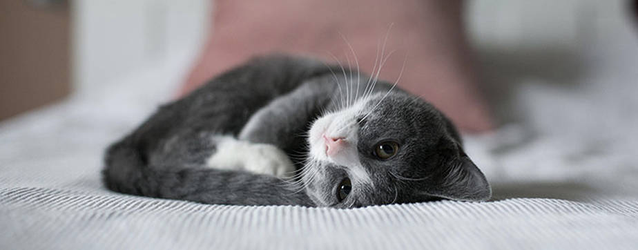 14 Cara Mencari Kucing Yang Hilang - ArenaHewan.com