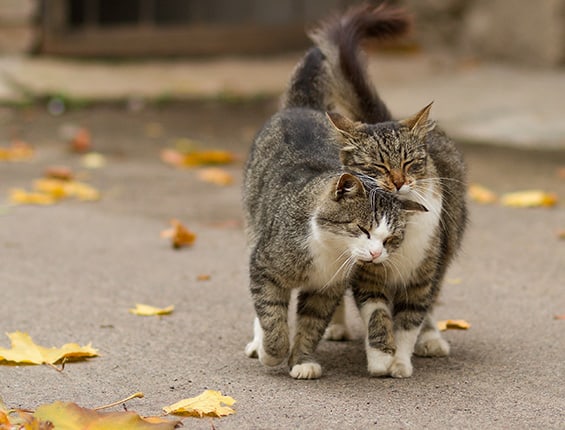 8 Cara Agar Kucing Jantan  Mau Kawin ArenaHewan com