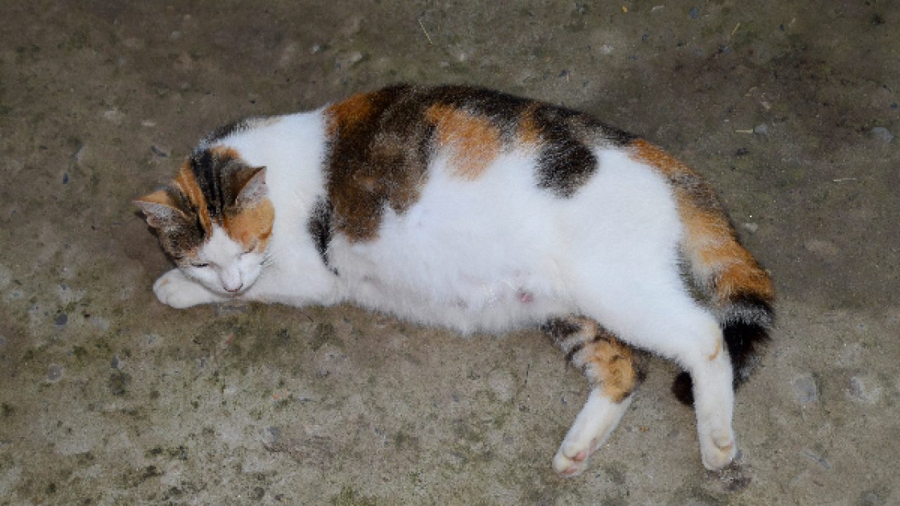 A pregnant calico cat