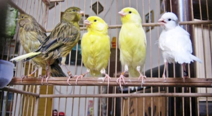 7 Obat Untuk Burung Sesak Nafas Arenahewan Com