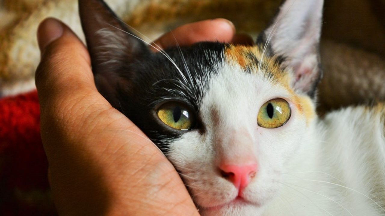 8 Cara Menghilangkan Belatung Pada Kucing - ArenaHewan.com