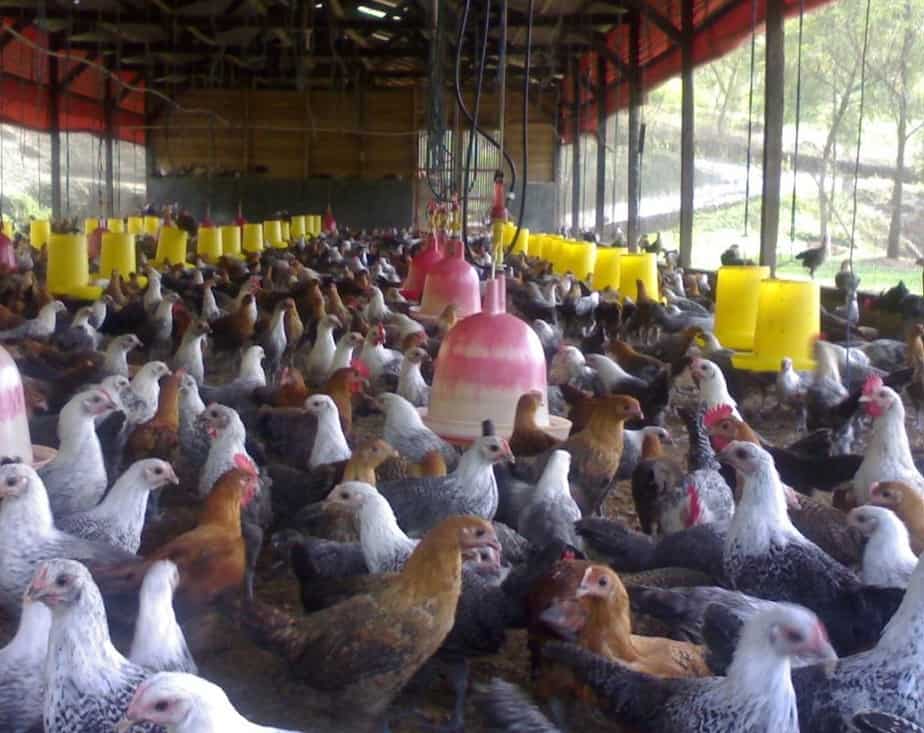 13 Cara Ternak Ayam Pejantan Sukses ArenaHewan com
