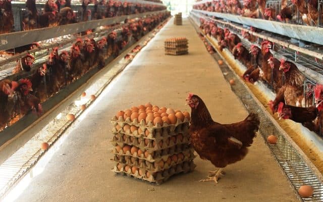 8 Kendala Dalam Usaha Ternak Ayam  Petelur ArenaHewan com