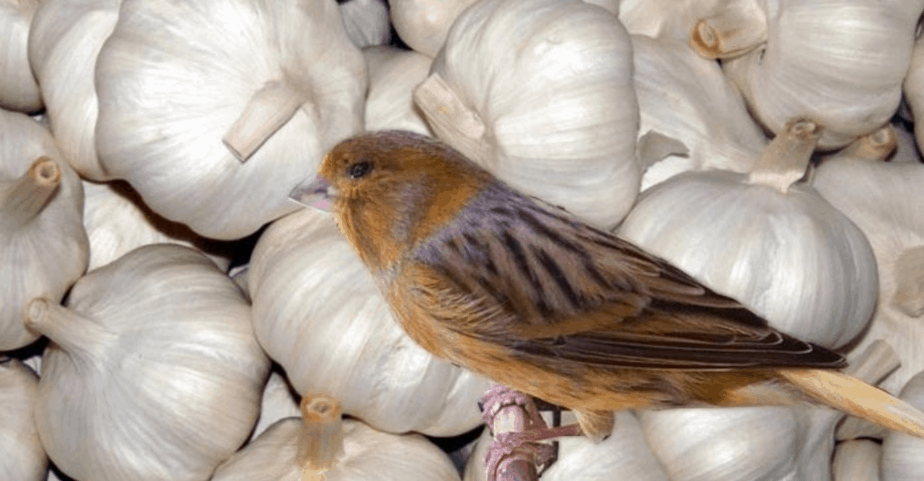 8 Manfaat Bawang Putih  Pada Burung Kicau ArenaHewan com
