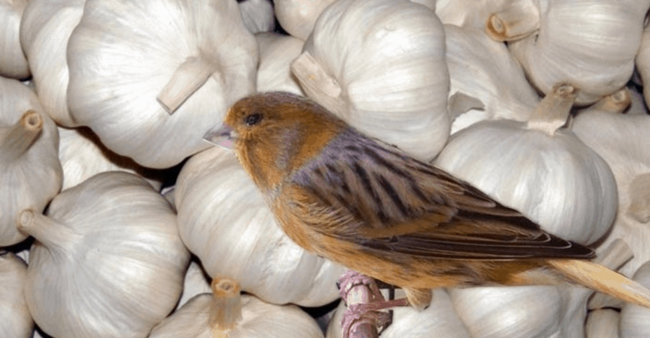 8 Manfaat Bawang Putih Pada Burung Kicau - ArenaHewan.com