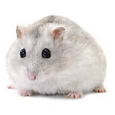 12 Cara Merawat Hamster Winter White - ArenaHewan.com