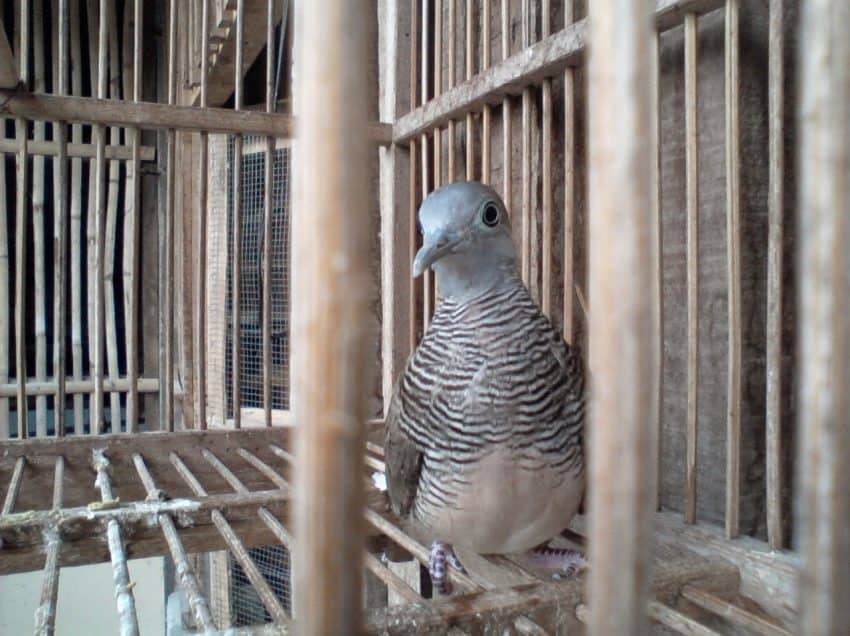 7 Manfaat Bawang Putih untuk Perkutut Lokal