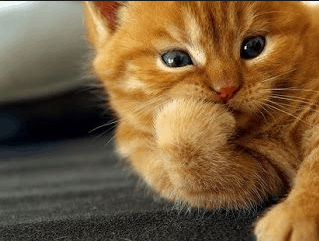 6 Jenis Jenis Bau  Yang  Tidak  Disukai Kucing Dan Perlu 