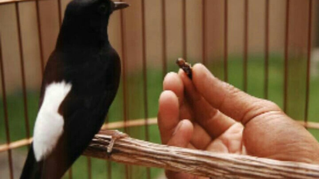 12 Manfaat Jangkrik untuk Burung Jalak Suren - ArenaHewan.com