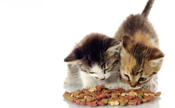 6 Jenis Makanan Berprotein Tinggi Untuk Kucing Yang Baik Bagi