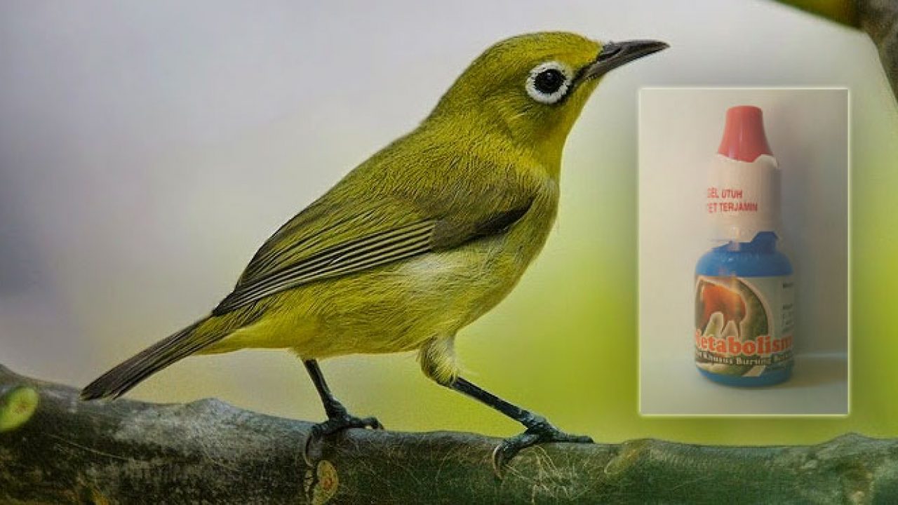 12 Efek Samping Obat Metabolis Untuk Burung Arenahewan Com