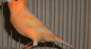 Index Of Wp Content Uploads 2019 02