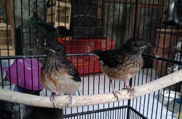 Index Of Wp Content Uploads 2019 02