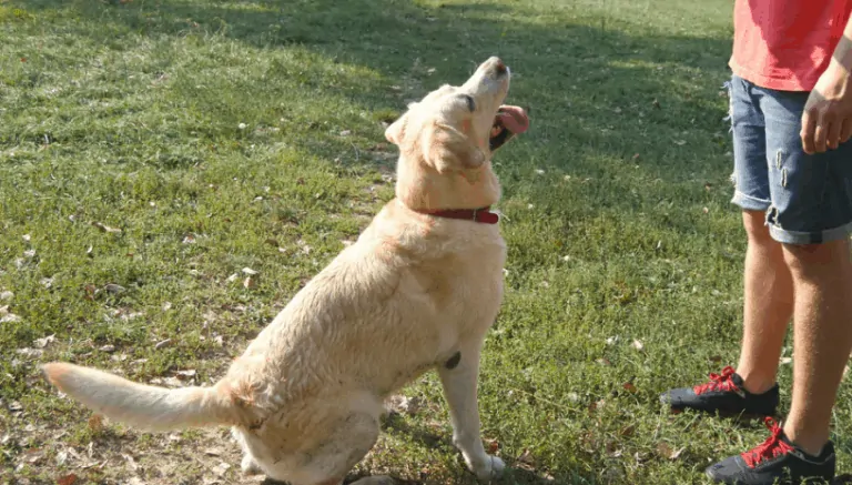 Index Of Wp Content Uploads 2019 02