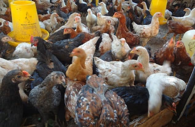 Cara Memilih Indukan Ayam Jawa Yang Bagus Dan Baik Untuk