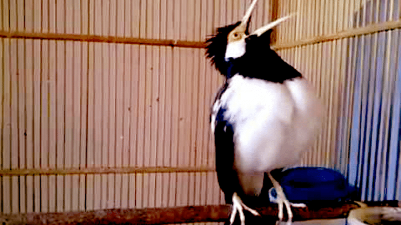 8 Tips Merawat Burung Jalak Suren Supaya Gacor Arenahewan Com